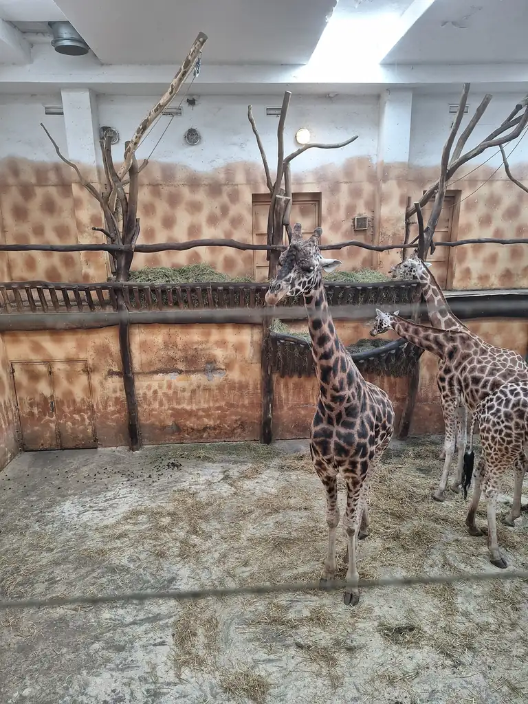 Žirafy v pavilonu Zoo Olomouc